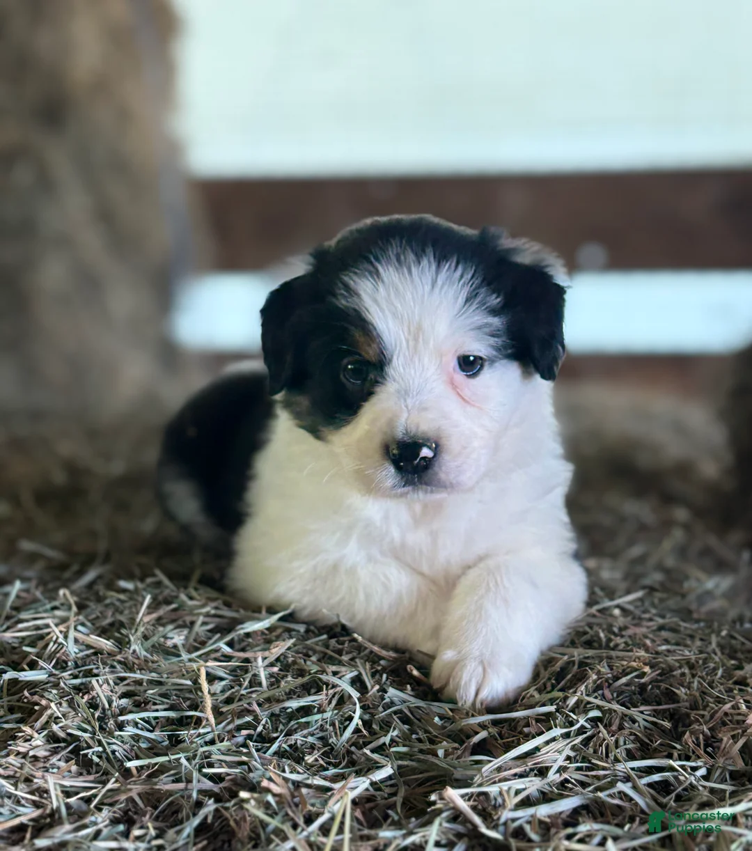 Australian Shepherd dogs for sale: Bella - Ad 1