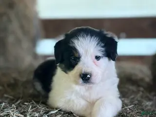 Australian Shepherd dogs for sale: Bella - Ad 3