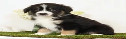 Miniature Australian Shepherd dogs for sale: Lily - Ad 3