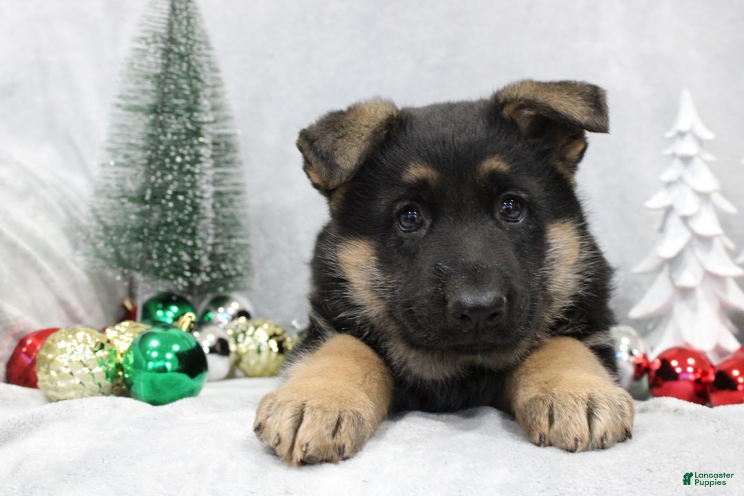 German Shepherd dogs for sale: Amber - Ad 5