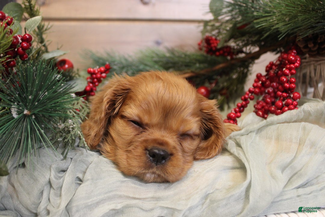 Cavalier King Charles Spaniel dogs for sale: Zachary - Ad 12
