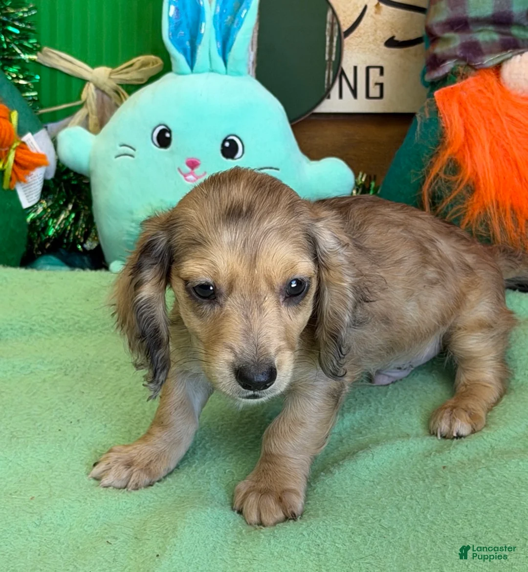 Miniature Dachshund dogs for sale: Louie - Ad 1