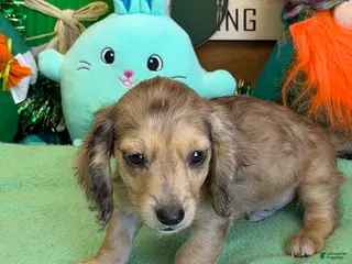 Miniature Dachshund dogs Louie - Ad 11