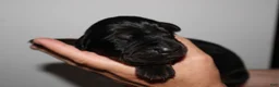 Doberman Pinscher dogs for sale: Charlie - Ad 5