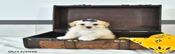 Maltipoo dogs for sale: Sadie - Ad 3