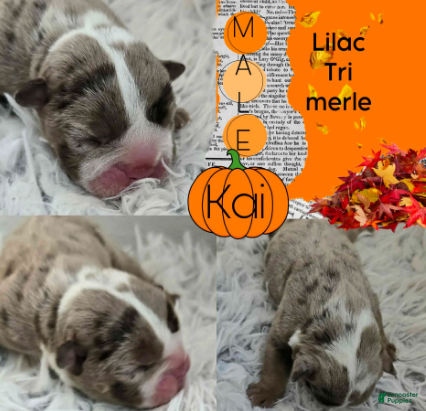 English Bulldog dogs Kai - Ad 10