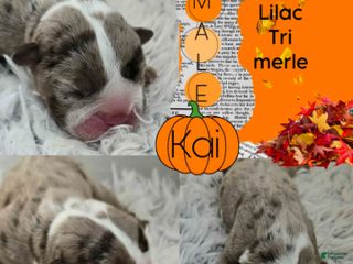English Bulldog dogs Kai - Ad 7