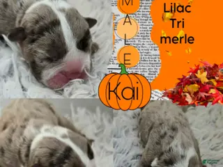English Bulldog dogs Kai - Ad 3