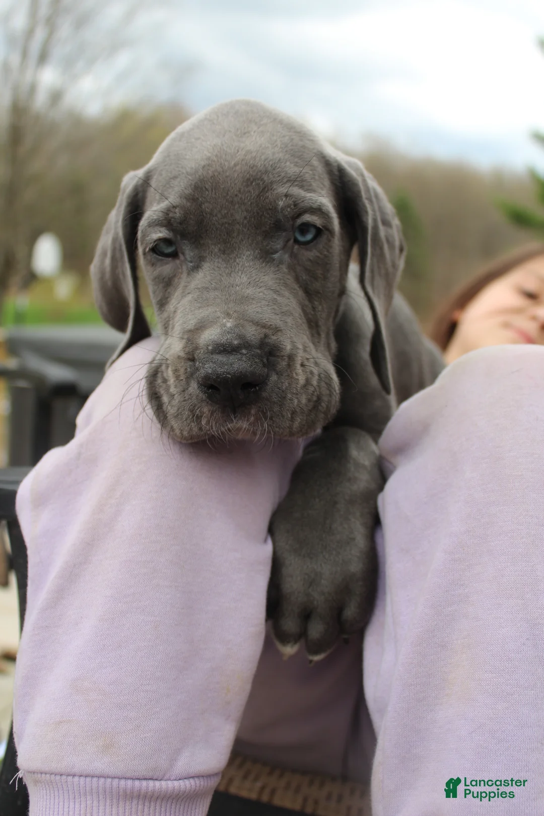 Great Dane dogs for sale: Marvin - Ad 1