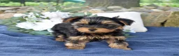 Yorkshire Terrier dogs for sale: Cheerio - Ad 6