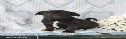 Jug dogs for sale: Twinkles - Ad 3
