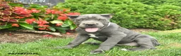 Cane Corso dogs for sale: Lilac  - Ad 3
