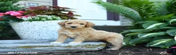 Goldendoodle dogs for sale: Pine Cone - Ad 2