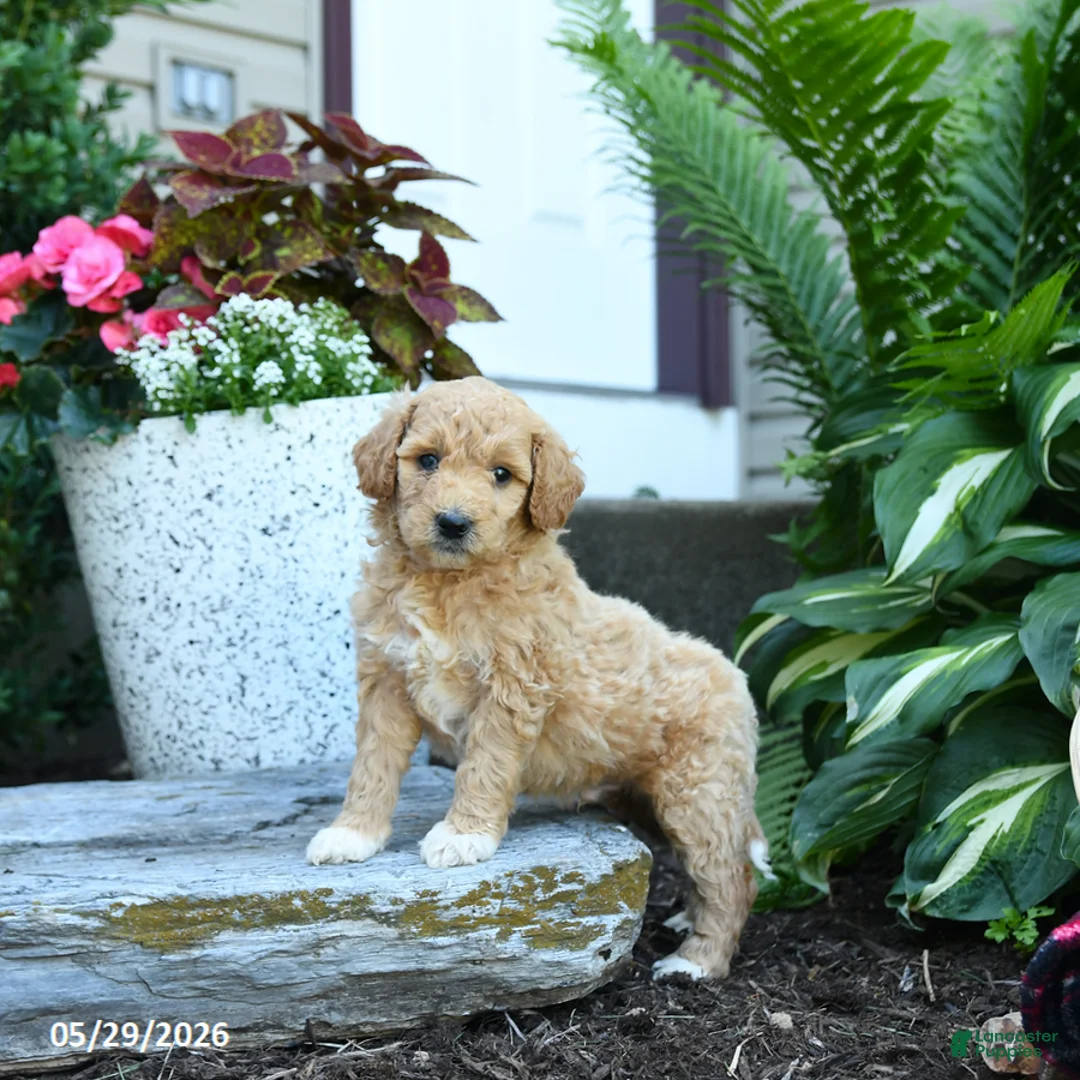 Goldendoodle dogs for sale: Pine Cone - Ad 2