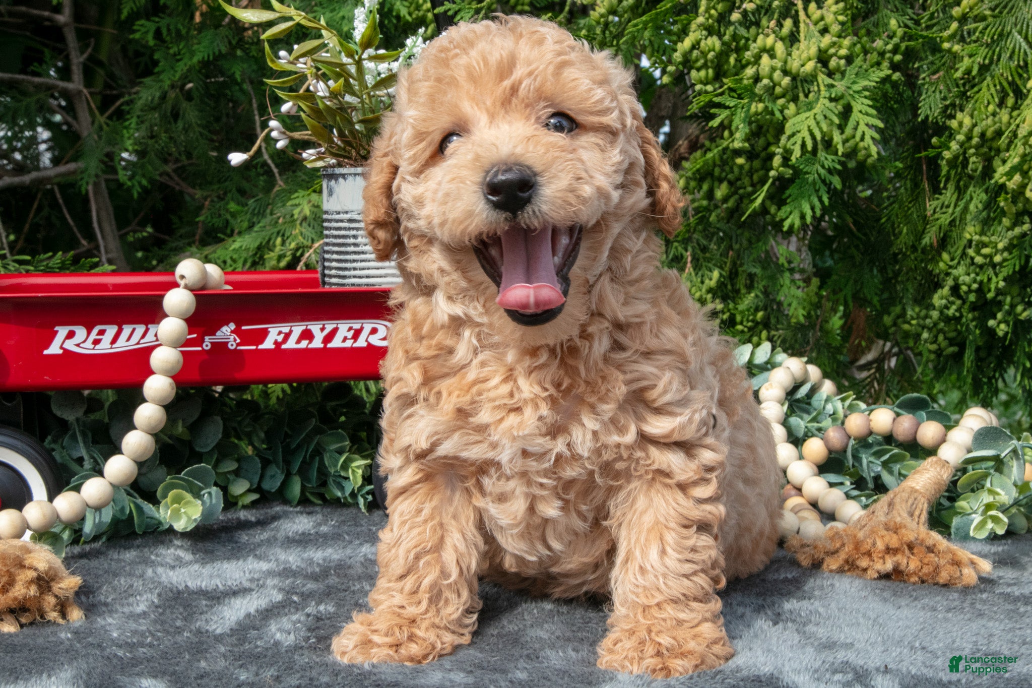 Mixed Breed dogs Brewster - Ad 23