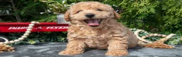Mixed Breed dogs for sale: Brewster - Ad 1