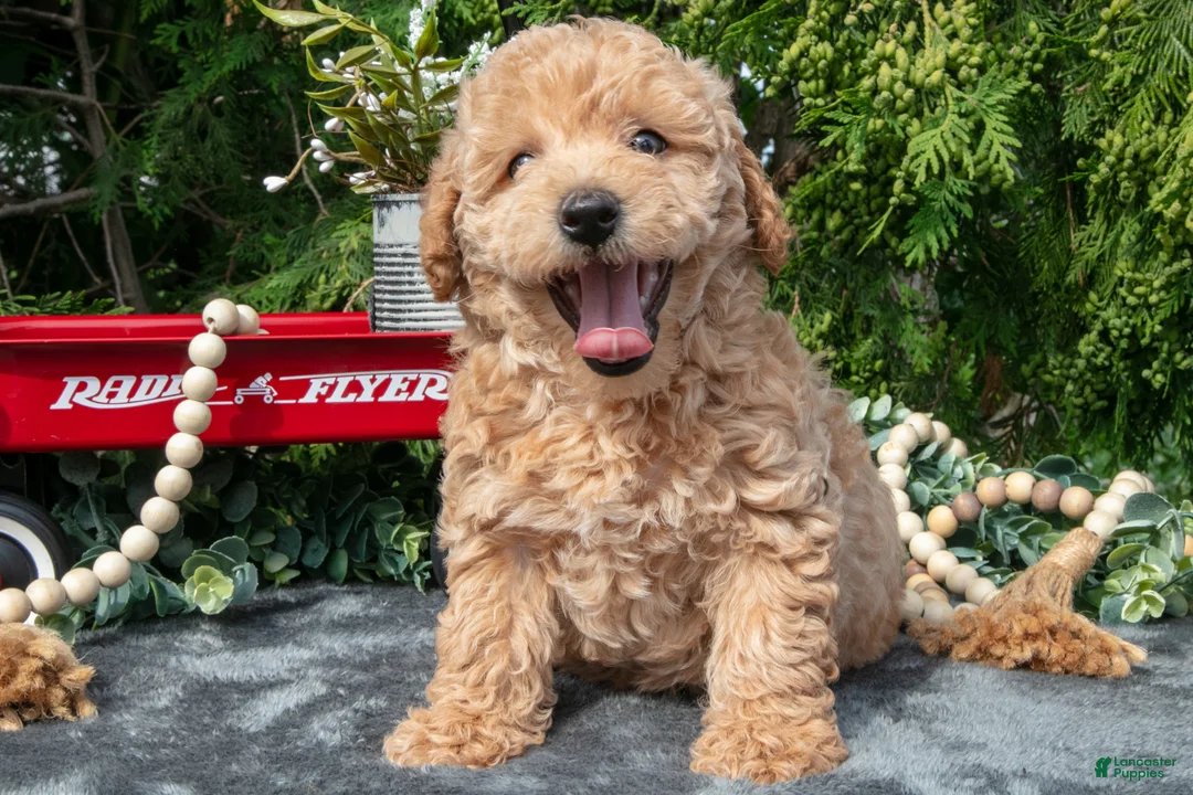 Mixed Breed dogs for sale: Brewster - Ad 1