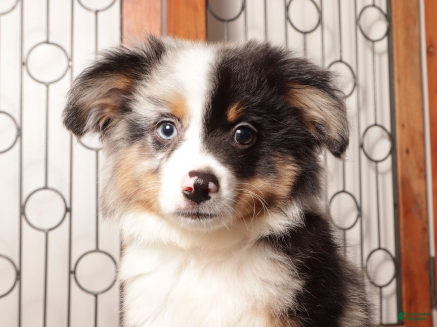 Miniature Australian Shepherd dogs Miniature Australian Shepherd 2 - Ad 1