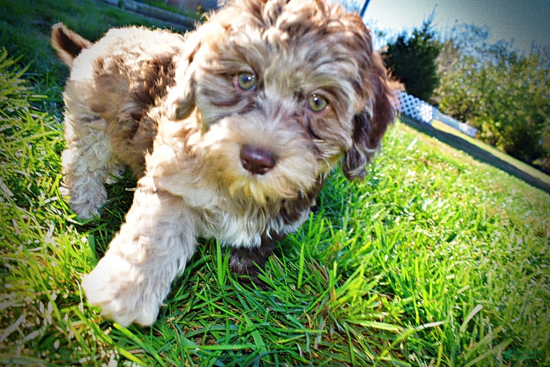 Havapoo dogs for sale: Jimbo - Ad 12