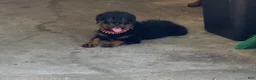 Rottweiler dogs for sale:  1 - Ad 2