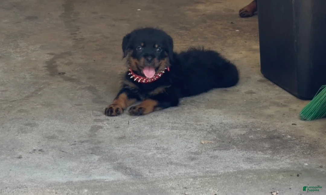 Rottweiler dogs for sale:  1 - Ad 2