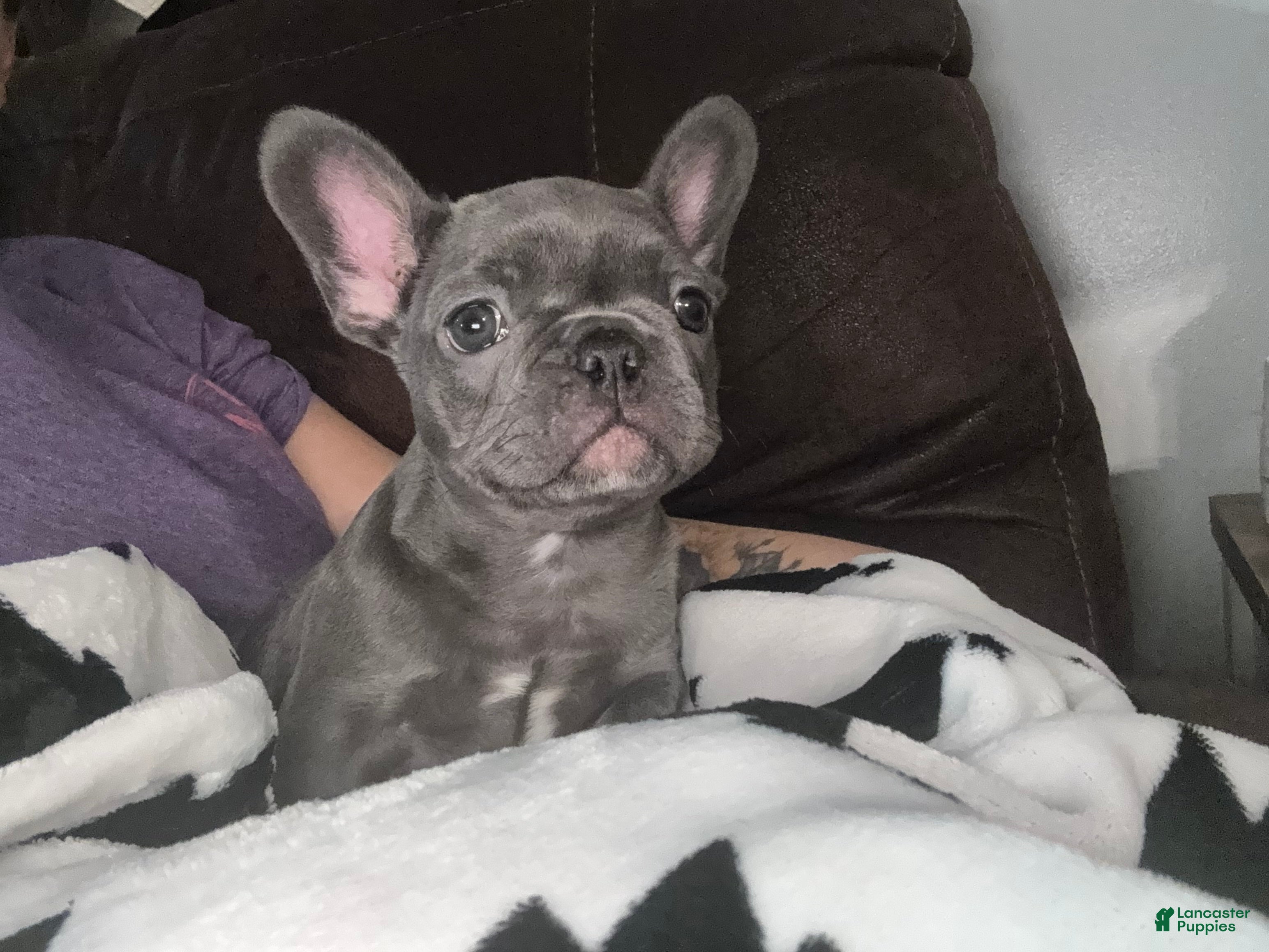 French Bulldog dogs French Bulldog litter of 1 puppies - Ad 5
