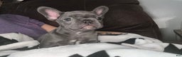 French Bulldog dogs for sale: French Bulldog litter of 1 puppies - Ad 1