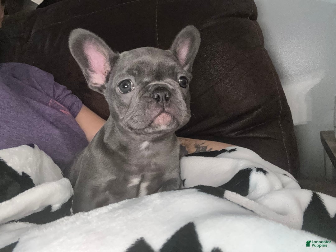 French Bulldog dogs for sale: French Bulldog litter of 1 puppies - Ad 1