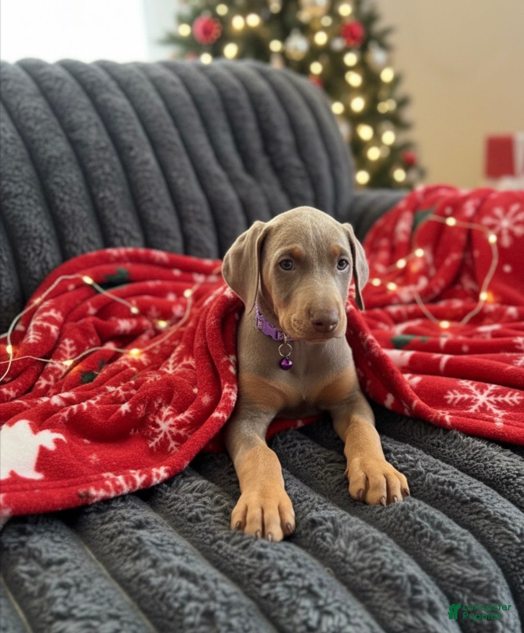 Doberman Pinscher dogs for sale: Isabella - Ad 4