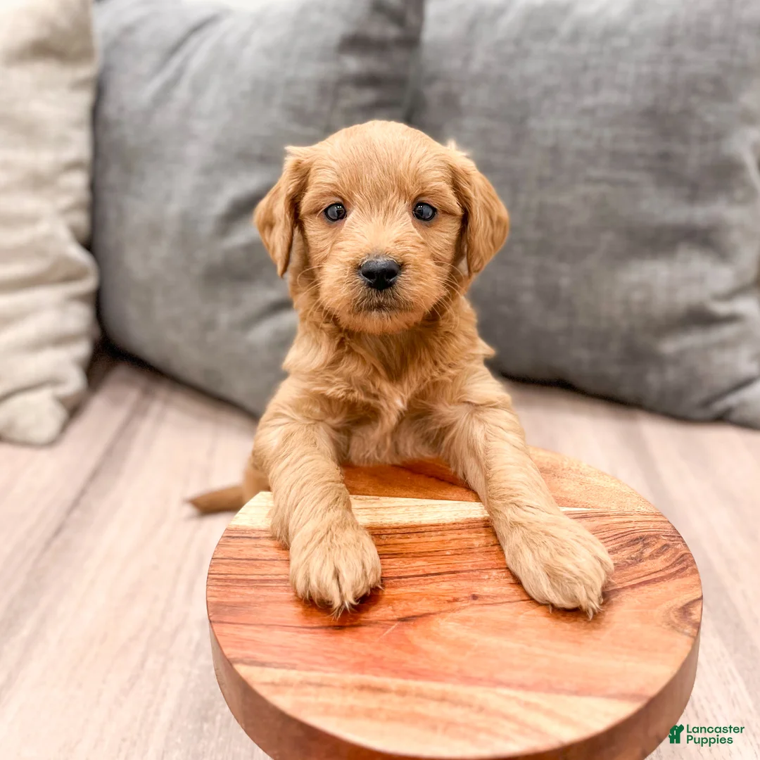 Mini Goldendoodle dogs for sale: Princess - Ad 1