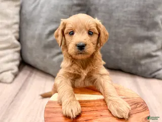 Mini Goldendoodle dogs for sale: Princess - Ad 1