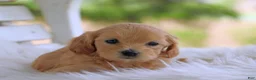 Mixed Breed dogs for sale: Kiva - Ad 3