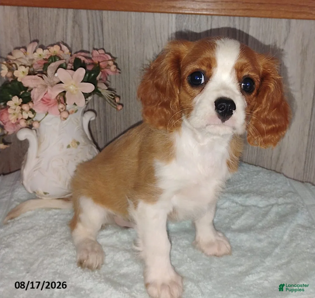 Cavalier King Charles Spaniel dogs for sale: Charlie - Ad 1