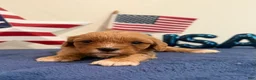 Cavapoo dogs for sale: Patriot - Ad 4