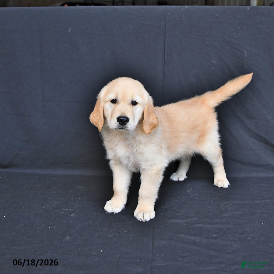 Golden Retriever dogs Jasper - Ad 2