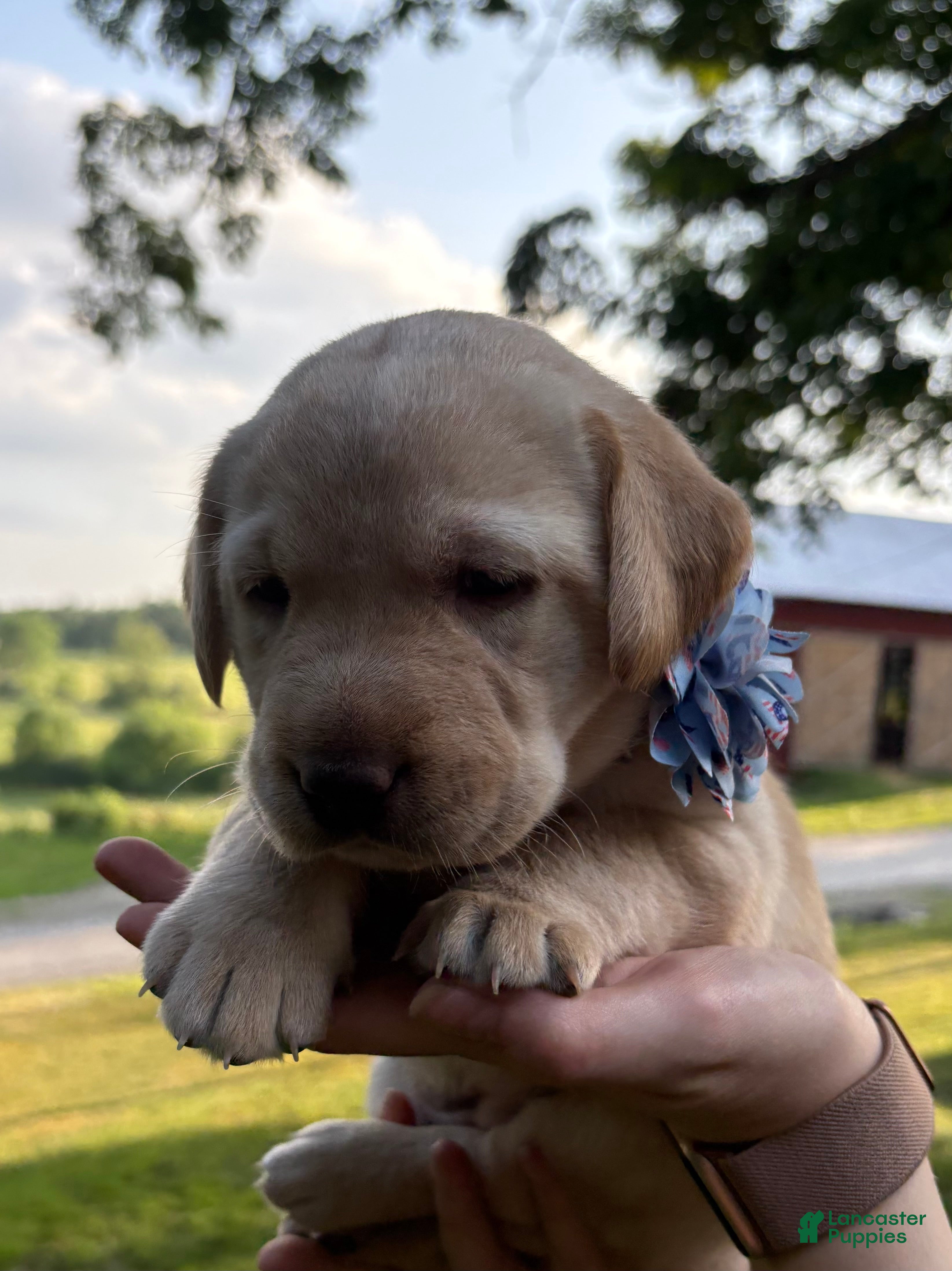Labrador Retriever dogs Bluey - Ad 1