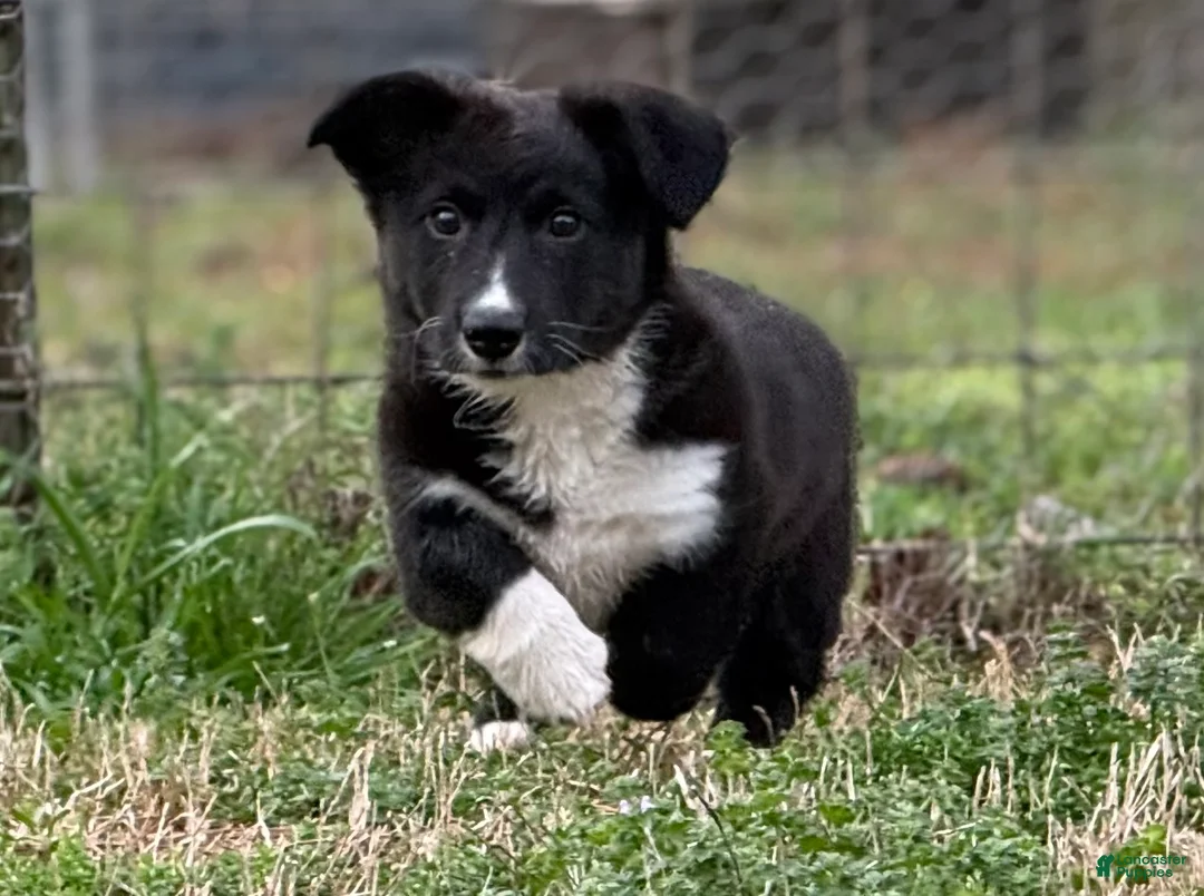 Welsh Corgi Cardigan dogs for sale: Jenny - Ad 2