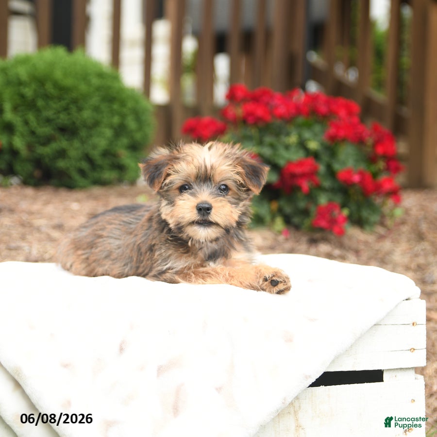 Yorkiepoo dogs Randall - Ad 1