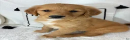 Golden Retriever dogs for sale: Gizmo - Ad 1
