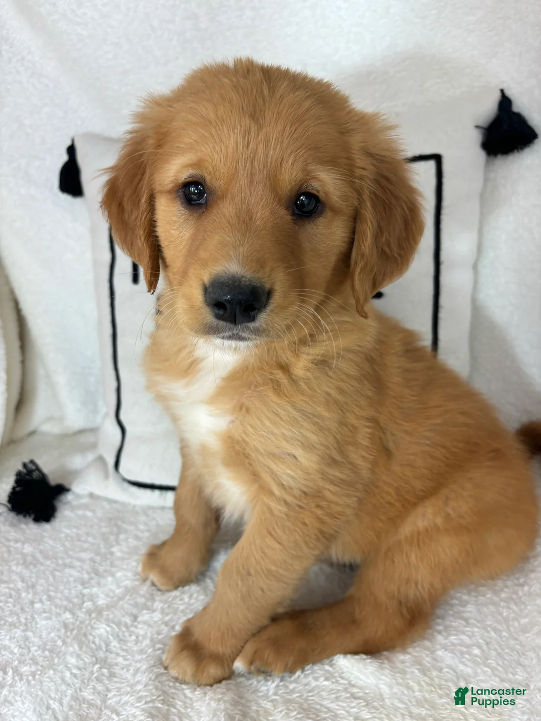 Golden Retriever dogs for sale: Gizmo - Ad 1