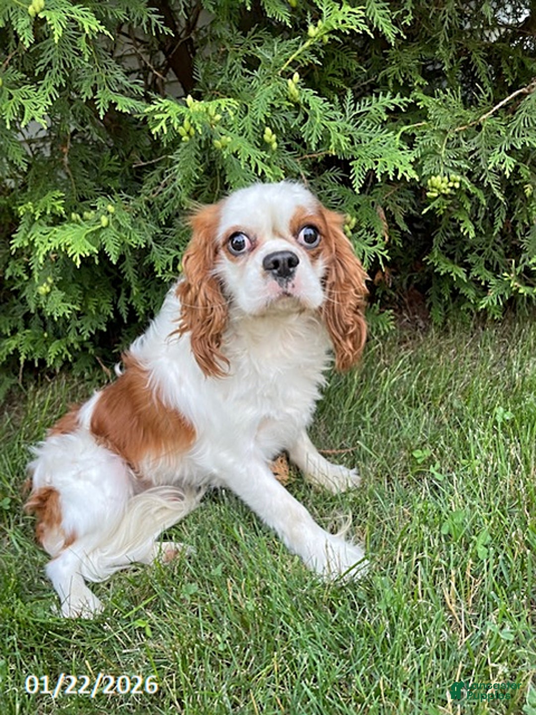 Cavapoo dogs for sale: Cooper - Ad 4