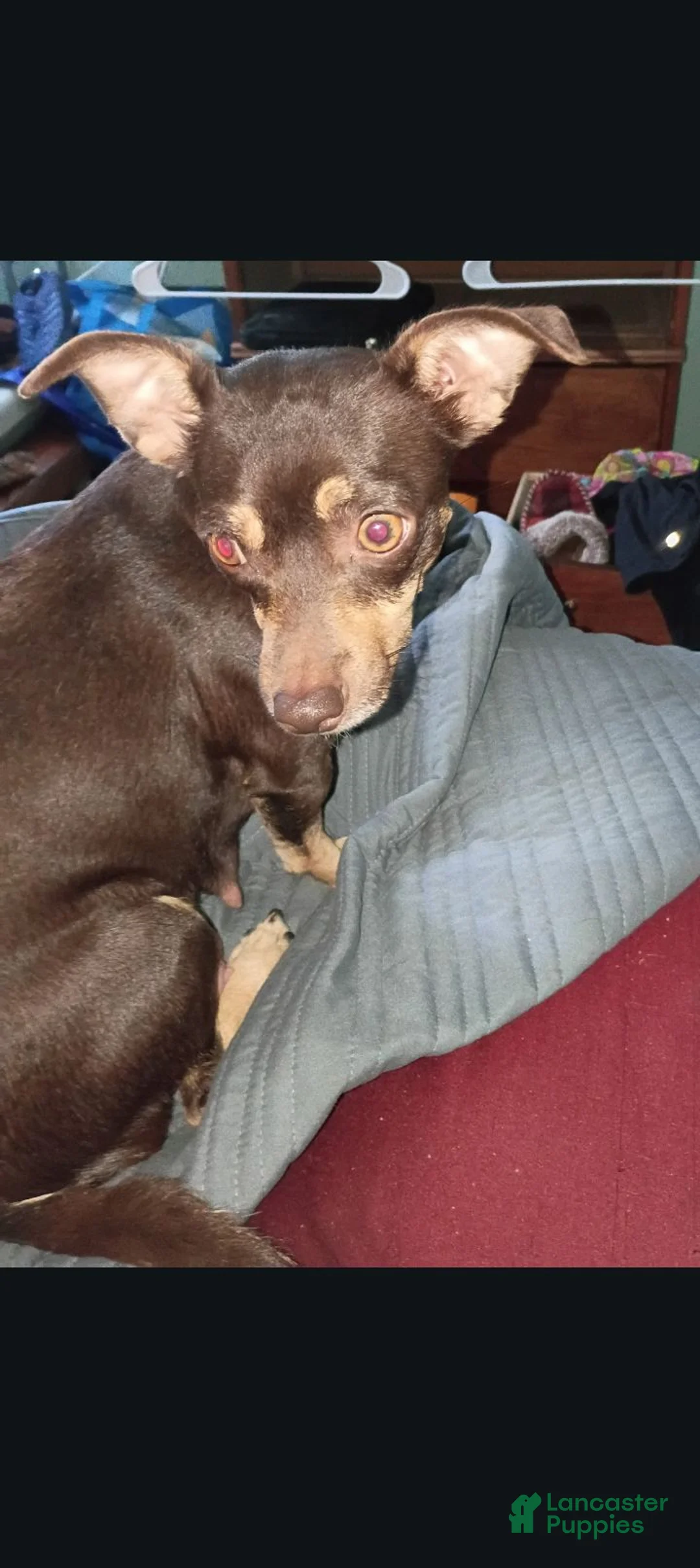 Mixed Breed dogs for sale: Mixed Breed 1 - Ad 5