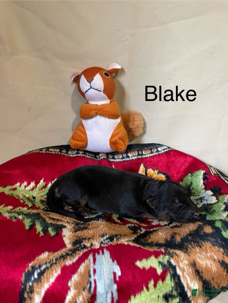 German Shepherd dogs for sale: Blake - Ad 1