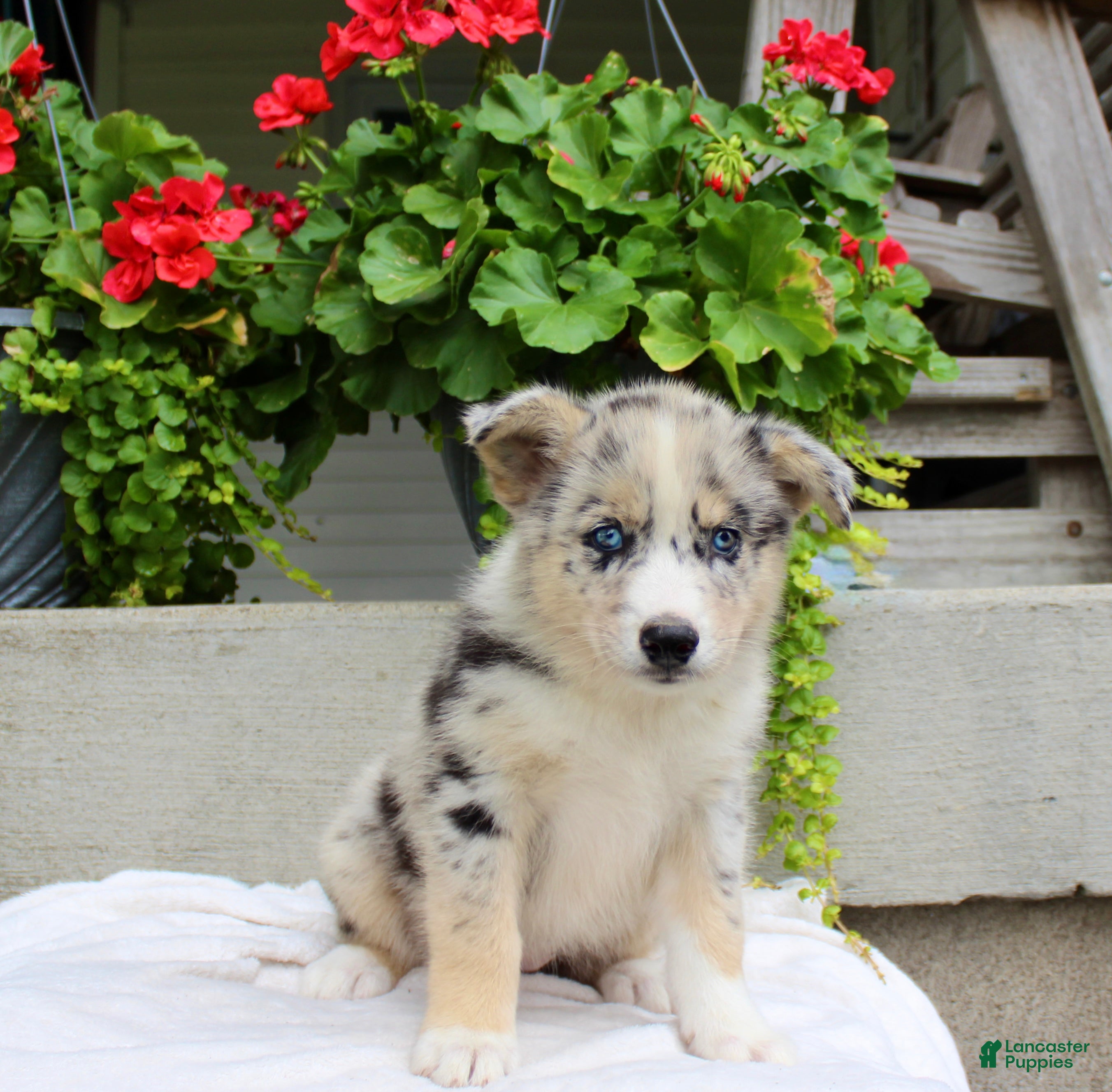 Mixed Breed dogs Lily - Ad 1