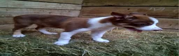 Border Collie dogs for sale: Border Collie 3 - Ad 8