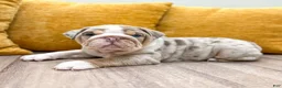 English Bulldog dogs for sale: Arthur - Ad 5