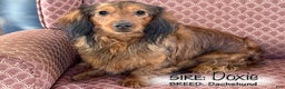 Dachshund dogs for sale: Kelsey - Ad 6