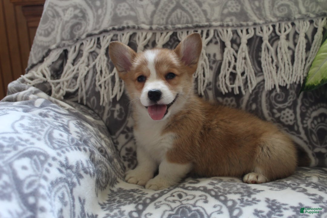 Gallery Image {{count}}