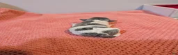 Rat Terrier dogs for sale: Freddy - Mini Rat - Ad 3