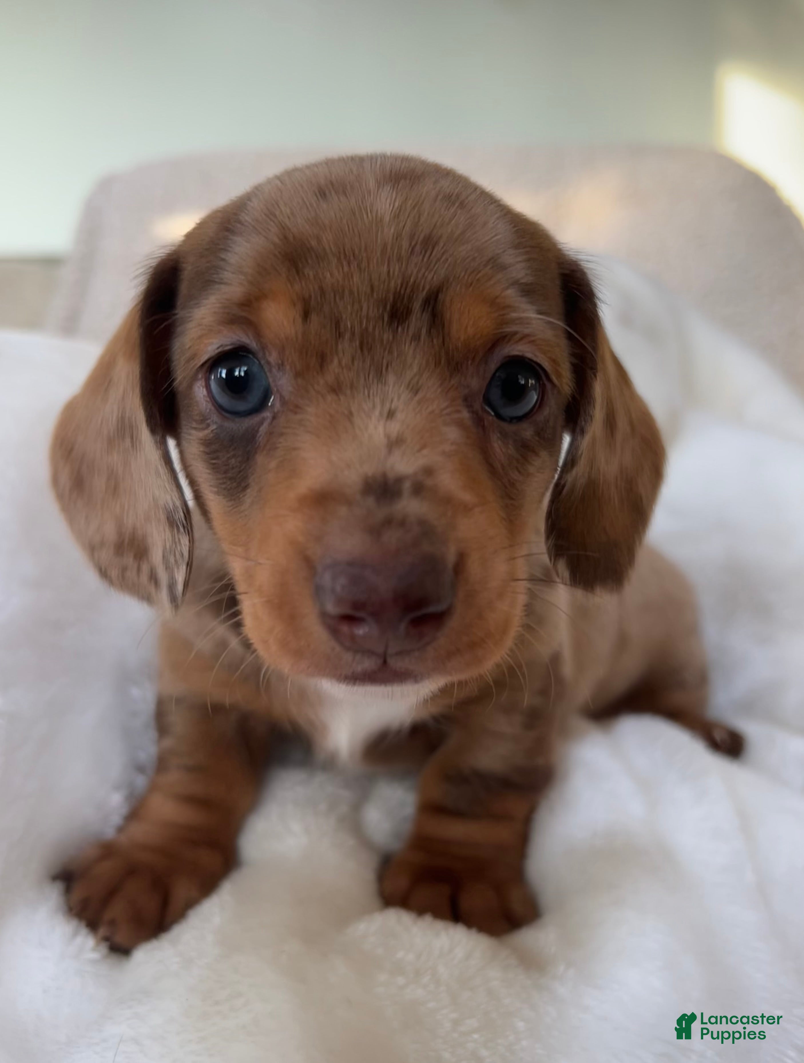 Miniature Dachshund dogs Dasher - Ad 40